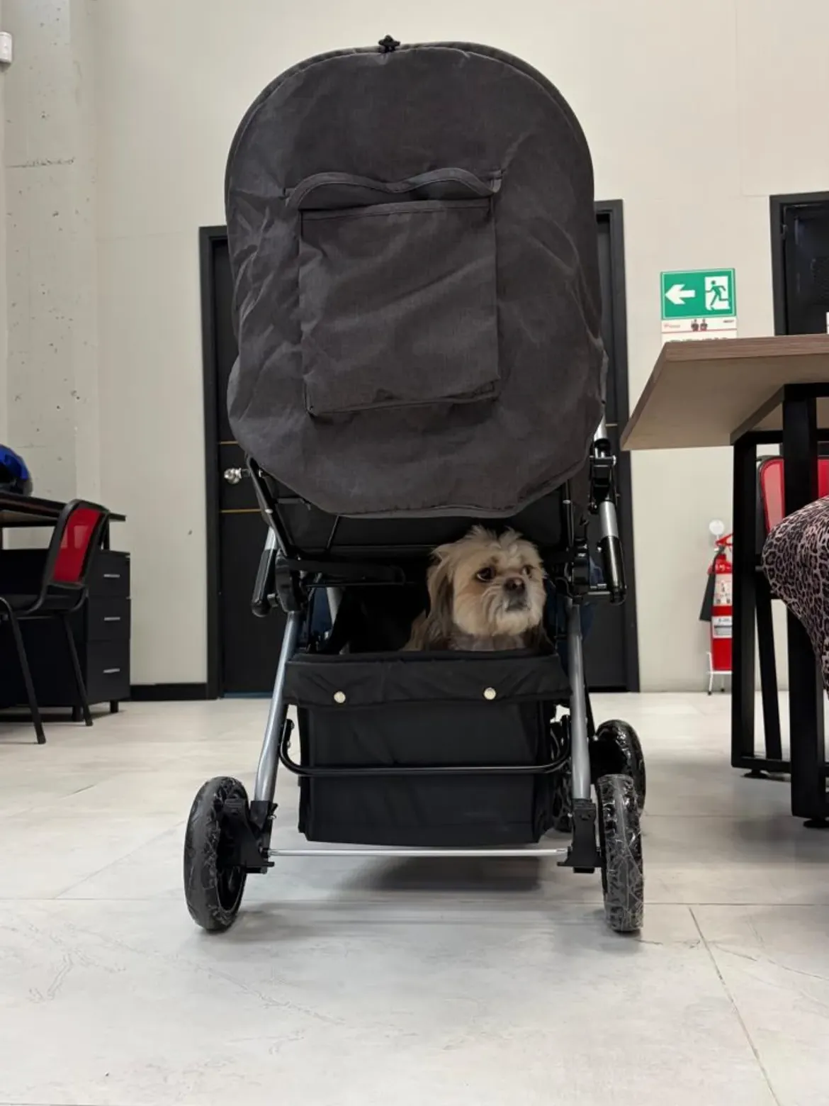 Mascota cómoda