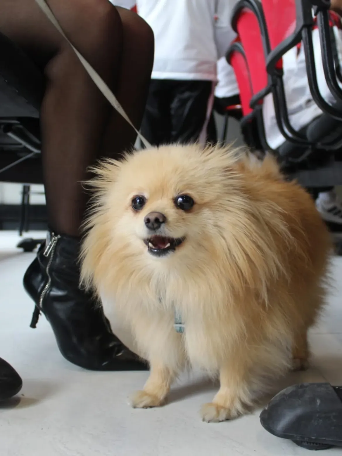 Instalaciones pet friendly